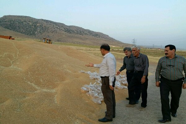 ۱۶۵ هزار تن گندم مازاد بر نیاز از کشاورزان کرمانشاهی خریداری شد