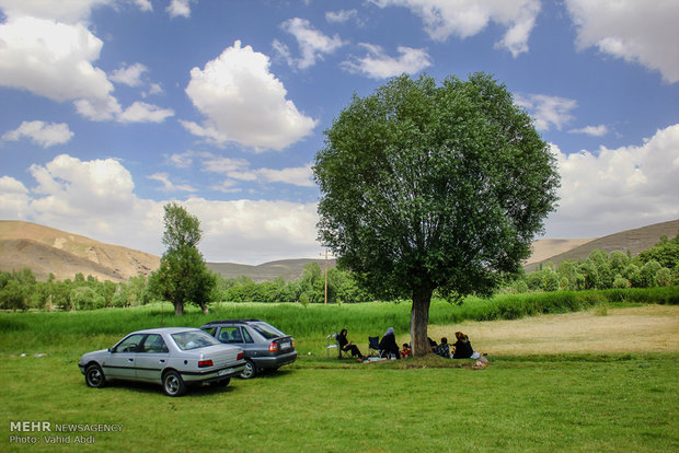 المهرجان السابع للورد الجوري في مدينة "اسكو"شمال غرب إيران