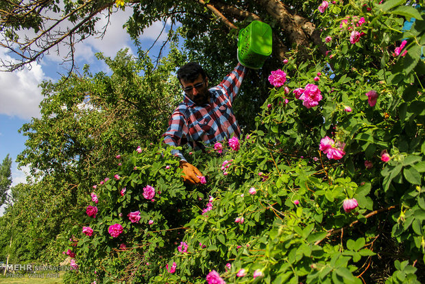 کاشت گل محمدی در ۱۷ هکتار از اراضی کشاورزی شهرستان بهار