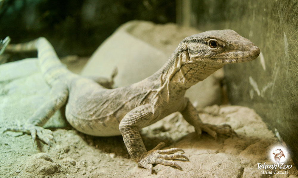photo of monitor lizard