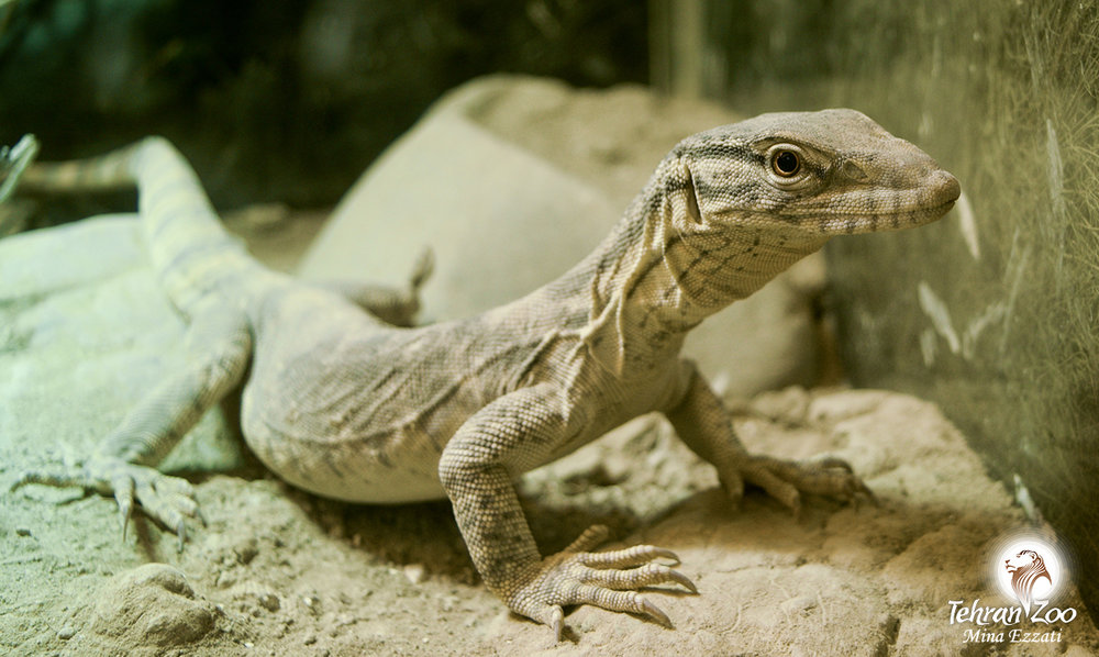 types of poisonous lizards