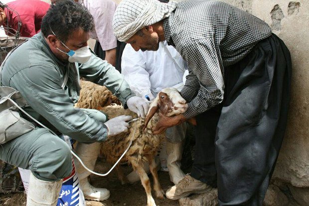 آغاز مایه کوبی رایگان ۱.۷ میلیون راس دام سبک  در استان کرمانشاه