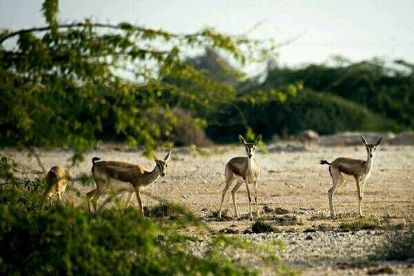 A peek at three astonishing national parks in central Iran