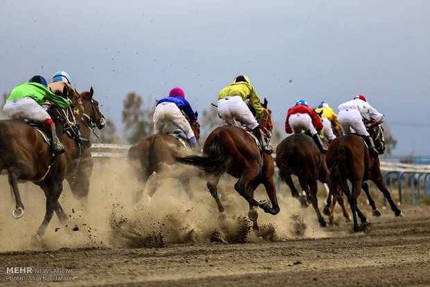 ۷۷ راس اسب در هفته قهرمانی کورس تابستانه بندرترکمن رقابت می‌کنند