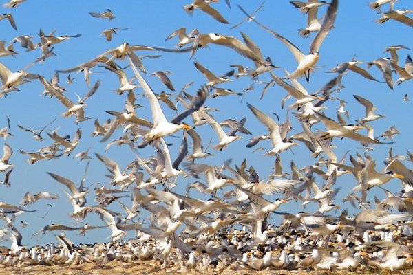 مهاجرت ۱۰۰ هزار قطعه پرنده به بوشهر/ سرشماری در جزایر آغاز شد