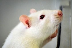 مرگ موش غیر سمی نانویی تولید شد