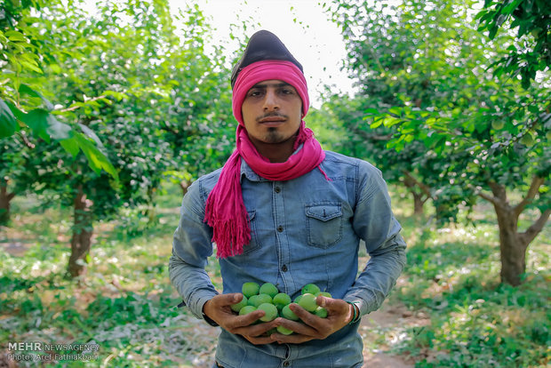 آیین برداشت میوه در شهرستان ساوجبلاغ