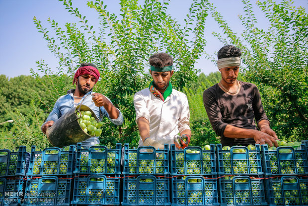 آیین برداشت میوه در شهرستان ساوجبلاغ