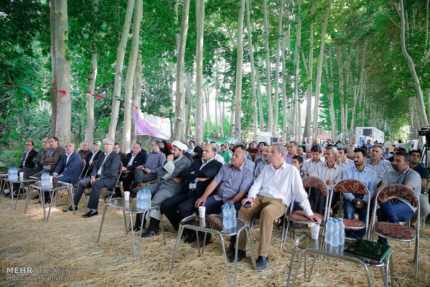 آیین برداشت میوه در شهرستان ساوجبلاغ