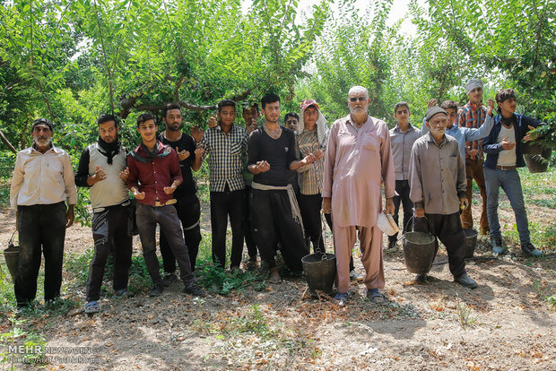 آیین برداشت میوه در شهرستان ساوجبلاغ