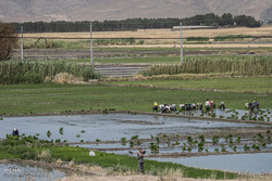 کشت برنج در اصفهان به کمتر از ۴ هزار هکتار رسید/ اجرای طرح از آبخیز تا جالیز برای احیای قنوات