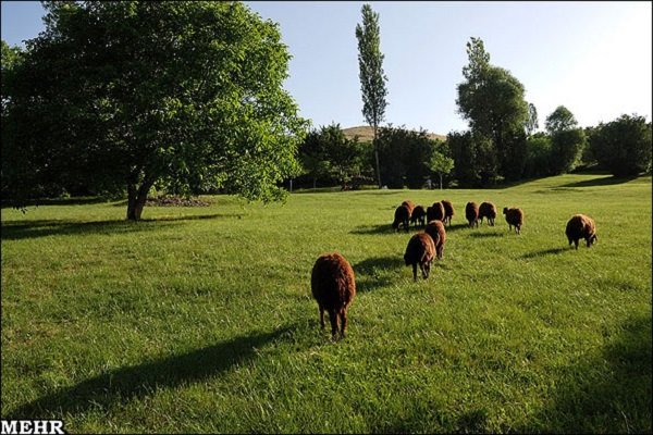 معرفی۹نفرازعشایربرای چرای دام درمناطق حفاظت شده به محاکم قضایی