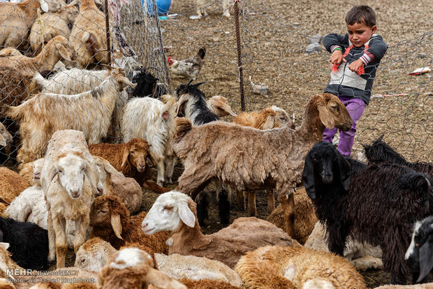 زندگی عشایر مغان در دامنه سبلان