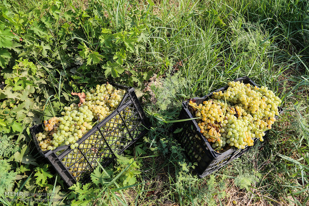 برداشت انگور از تاکستان های روستای غزاویه از توابع شهرستان کارون