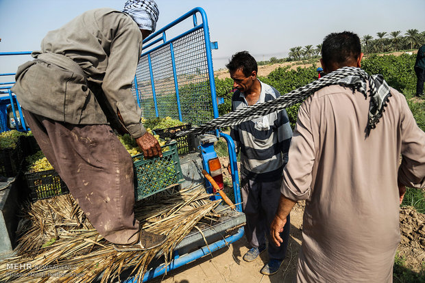 قطف عناقيد العنب في قرية "غزاوية" في خوزستان