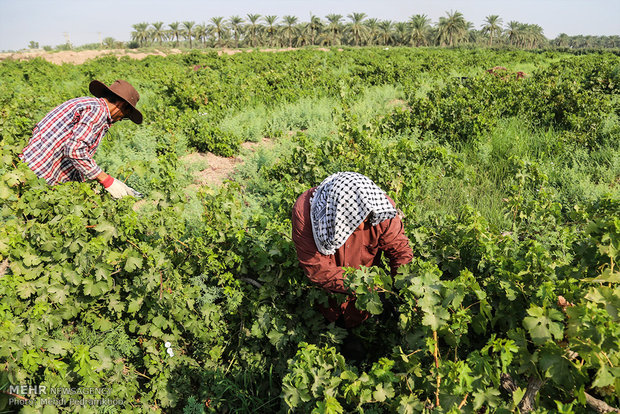 قطف عناقيد العنب في قرية "غزاوية" في خوزستان