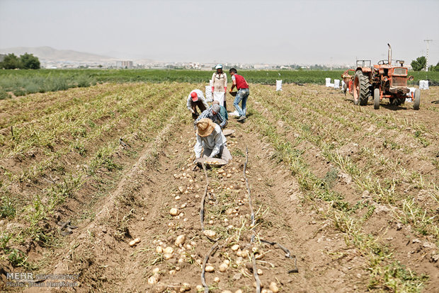 برداشت سیب زمینی در همدان