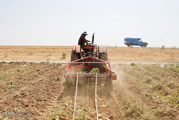 فلم/ ضلع بہار میں کھیت سے آلو اٹھانے کی فصل کا آغاز