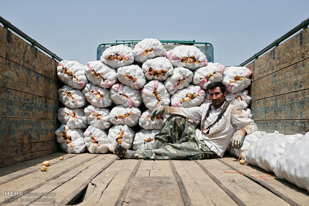 Hemedan’da patates hasadı