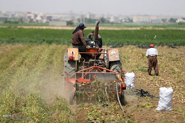 Hemedan’da patates hasadı