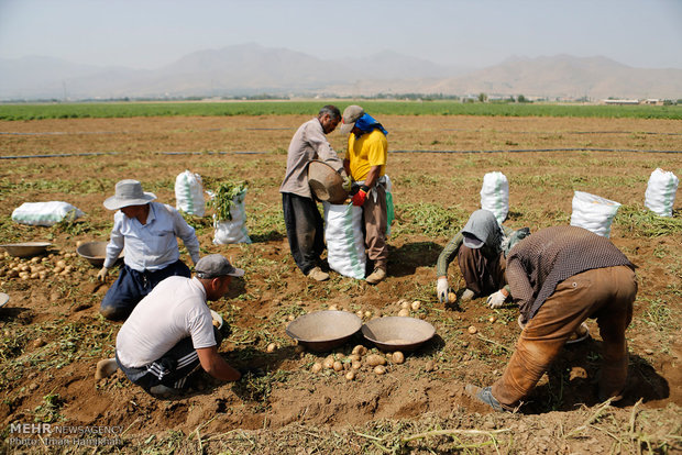 Hemedan’da patates hasadı