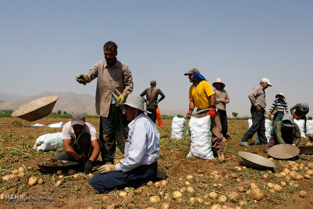 Hemedan’da patates hasadı