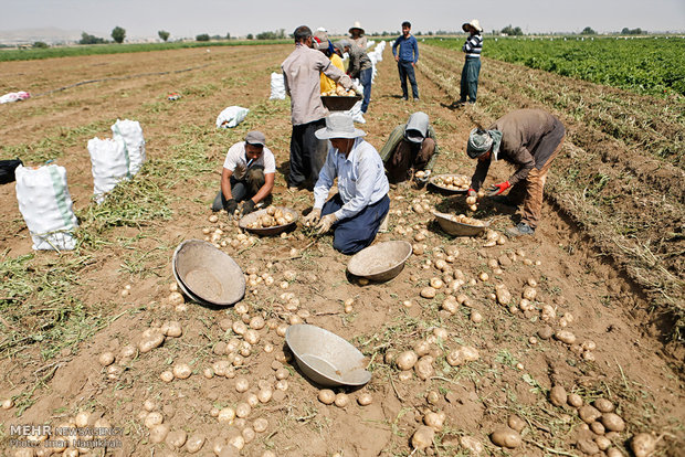 Hemedan’da patates hasadı