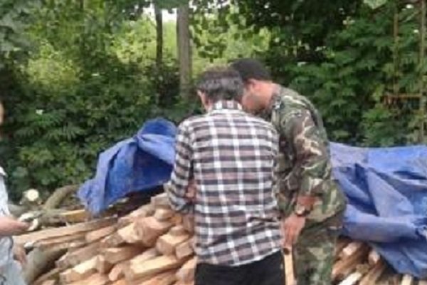 زنگ خطری برای آینده منابع طبیعی؛ طمع قاچاقچیان چوب بیشتر شده است