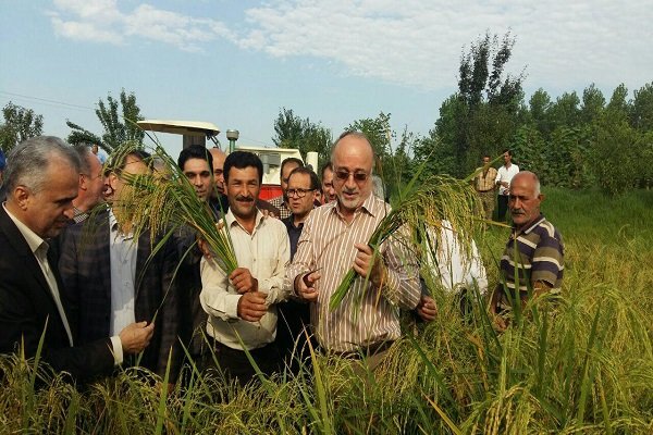 برداشت مکانیزه برنج از شالیزارهای گیلان در صومعه سرا آغاز شد