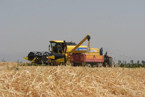 ۷۵۰هزارتن گندم در آذربایجان غربی برداشت می شود