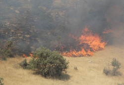 ۱۰هکتار از عرصه های منابع طبیعی بوستان در آتش سوخت