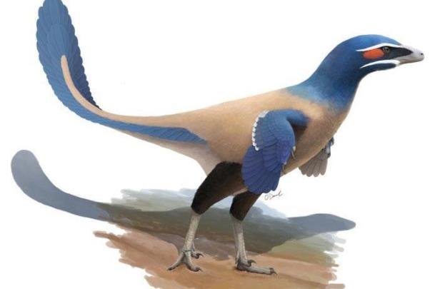 فسیل ۷۱ میلیون ساله پرنده ای هم اندازه انسان کشف شد