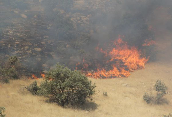 علت آتش سوزی جنگلهای کوه حاتم کهگیلویه وبویراحمد عامل انسانی است