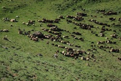 دامداران مازندران تا ۸ آذرماه برای تمدید پروانه چرا فرصت دارند