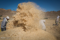 خریداری ۶۰ هزار تن گندم از کشاورزان/زیرساخت‌های عرضه در بورس فراهم نیست