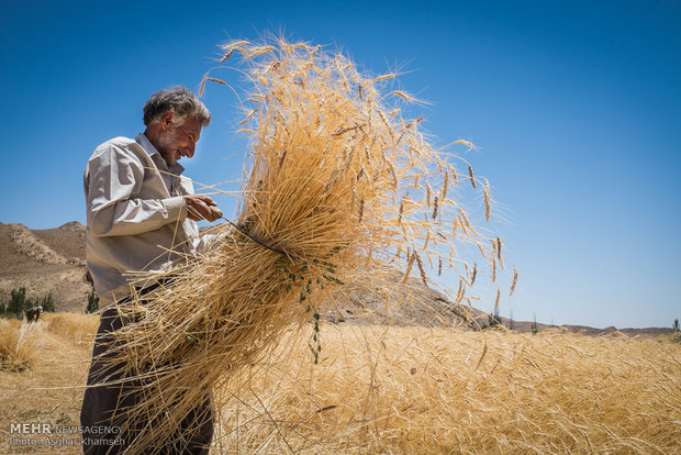 دسترسی سریع گندمکاران به پول/بخش‌خصوصی گندم کشاورزان را می خرد