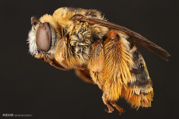 نجات کودک پنج ساله زنبور گزیده جاسکی از مرگ حتمی 