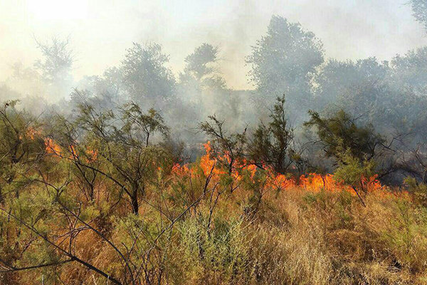 آتش سوزی جنگلهای ارتفاعات نارک گچساران مهار شد