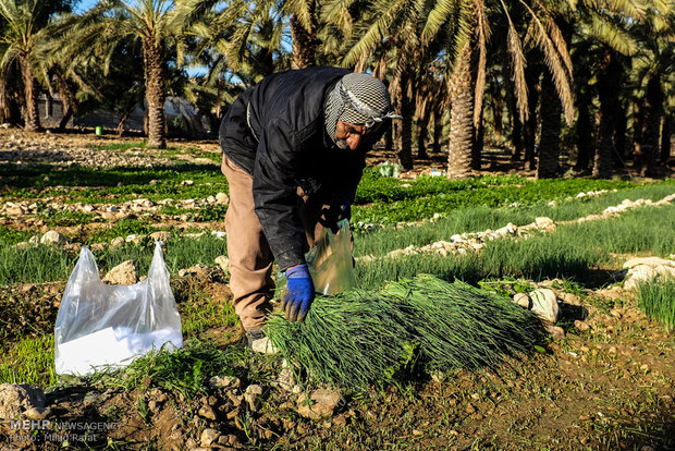 A view of daily life in Iran – 69