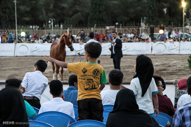 Native horse festival in Iranian Plateau