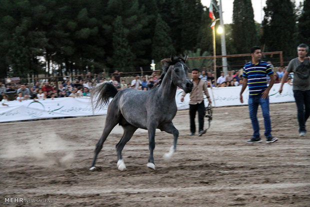 Native horse festival in Iranian Plateau