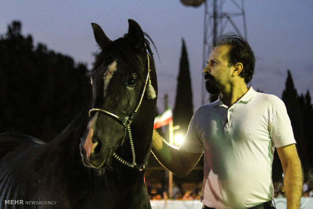 Native horse festival in Iranian Plateau