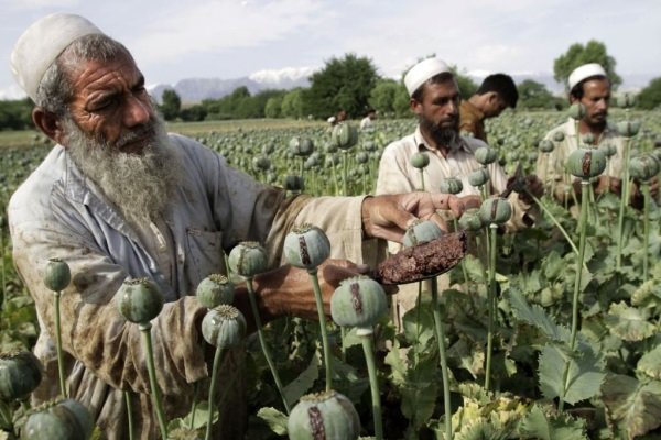 آمادگی ایران برای همکاری با افغانستان در مبارزه با مواد مخدر 