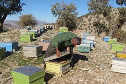 شهد اقتصاد مقاومتی برای تولید «عسل»/محصولی که طعم اشتغال دارد