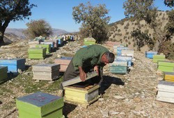 پیش بینی تولید ۱۲۰ تن عسل در شهرستان نیشابور