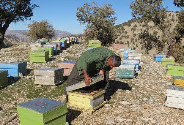 برداشت عسل در شهرستان چرداول