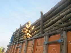 ۱۵ تن چوب قاچاق از یک دستگاه کامیون در سروآباد کشف شد