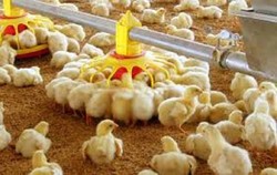 افزایش ۹ درصدی میزان جوجه‌ریزی در مرغداری‌های قزوین