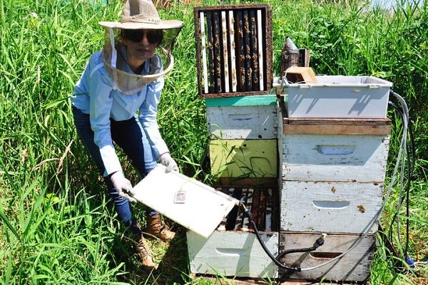۲۲۸ هزار زنبوردار در استان همدان فعال است