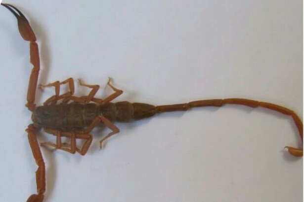 تاثیر ترکیب موجود در زهر عقرب در کاهش شدت آرتروز عقرب شاهی - کراپشده